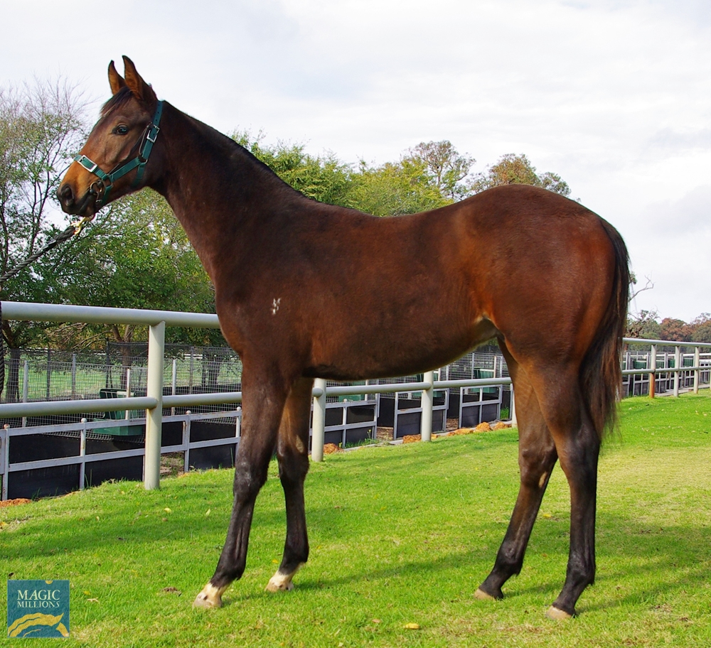2024 Perth Winter Thoroughbred Sale Lot 165 War Chant (USA) Bonny